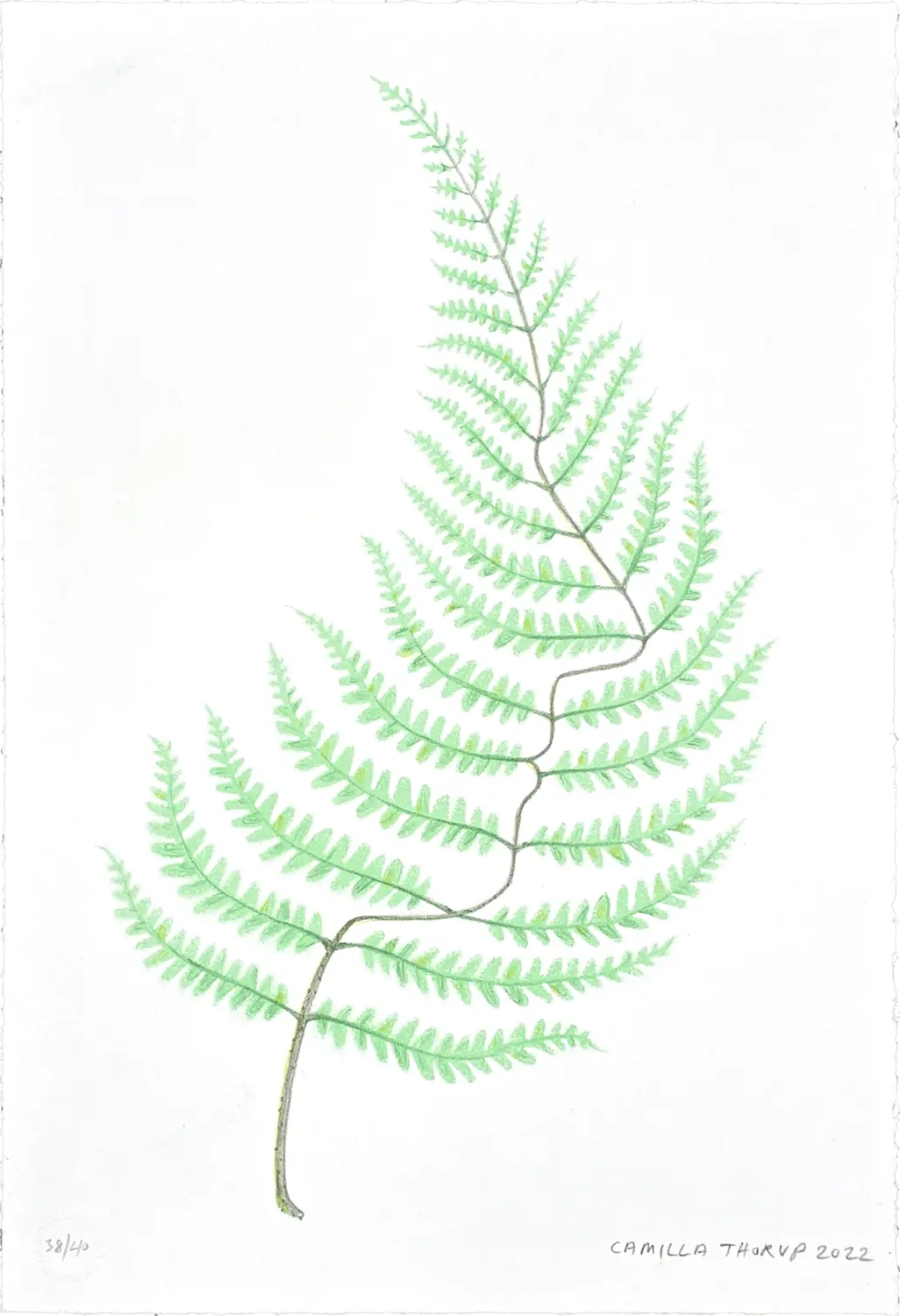 Camilla Thorup - "Fern Face"